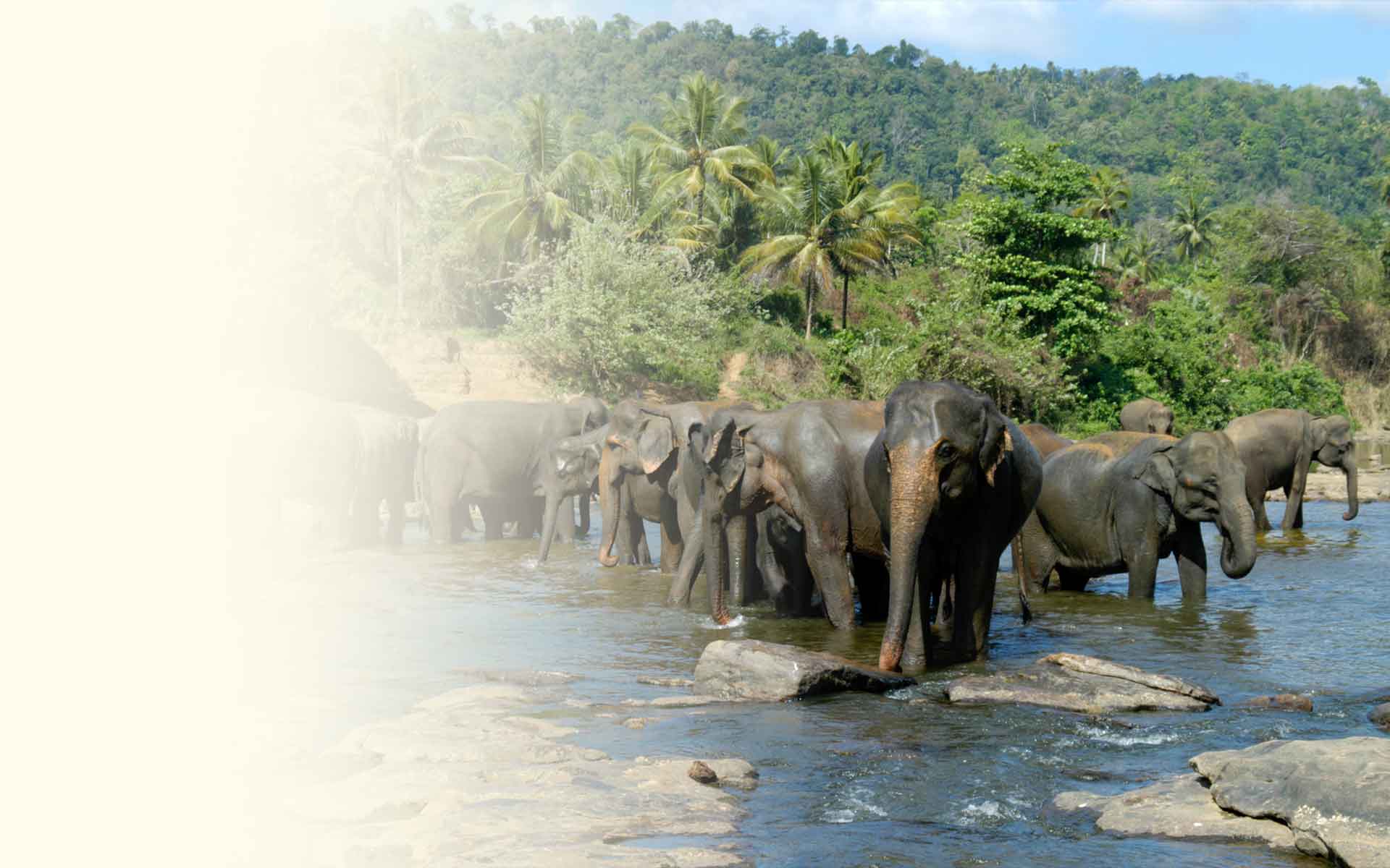 Best Sri Lanka Holidays Elephants
